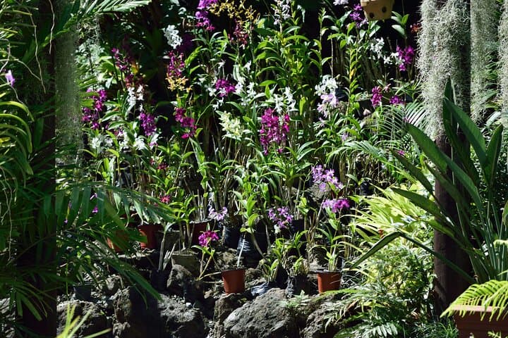 Half-Day Nadi Mud Pools & Sleeping Giant Gardens Tour (Lunch Included) photo 3