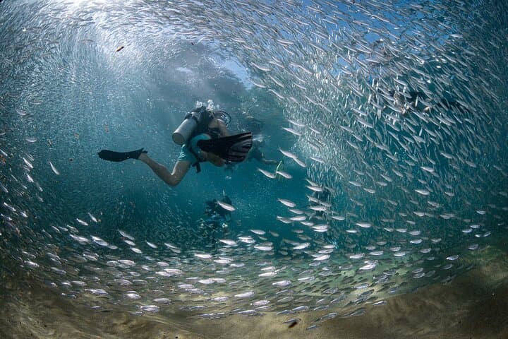 Cabo Marine Park: Two-Tank Dive to Pelican Rock & Neptune's Finger