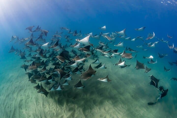 Cabo Marine Park: Two-Tank Dive to Pelican Rock & Neptune's Finger photo 2