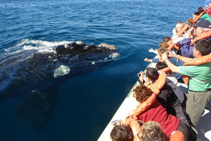 Peninsula Valdés Day Trip from Puerto Madryn — Sea Lions, Penguins & Whales
