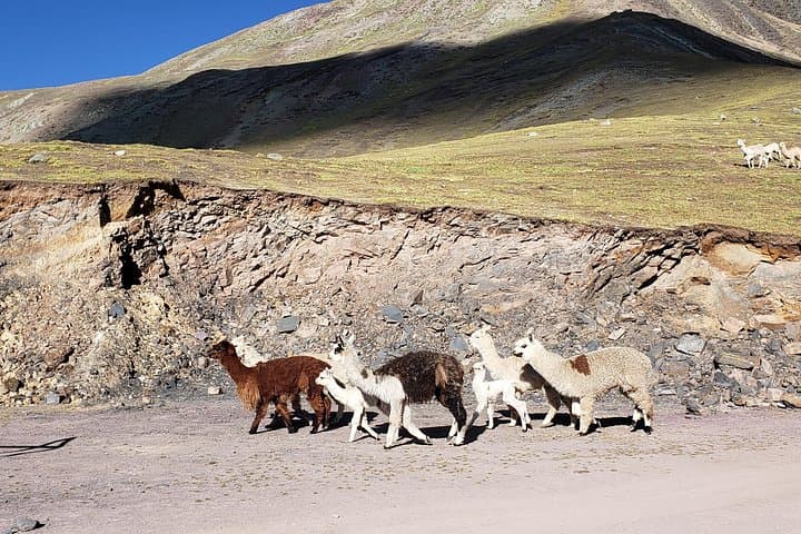 Vinicunca Rainbow Mountain Tour: Day Hike to Peru’s Seven-Color Peak photo 6