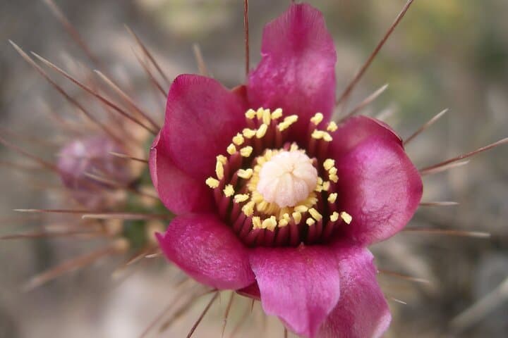 Guided Nature Walks Near Disneyland: Plant & Wildlife Identification Tours in Anaheim photo 6