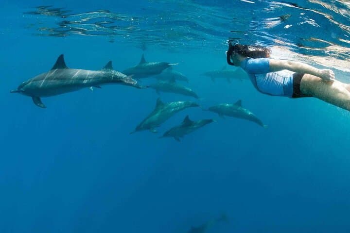VIP Dolphin House Tour from Hurghada — Snorkel Wild Dolphins & Giftun Island Day Trip photo 5