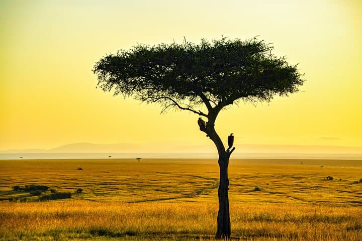 4-Day Private Camping Safari to Tarangire, Serengeti & Ngorongoro Crater photo 6
