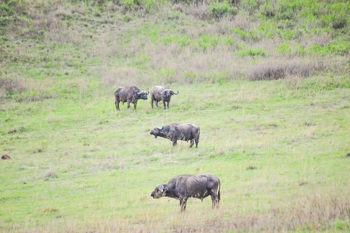 4-Day Serengeti and Ngorongoro Mid-Range Safari: Game Drives, Maasai Culture & Crater Descent photo 2