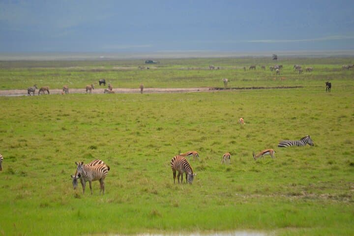 4-Day Serengeti and Ngorongoro Mid-Range Safari: Game Drives, Maasai Culture & Crater Descent photo 6