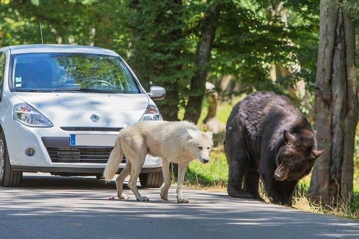 Thoiry ZooSafari Day Trip from Paris: Private Transfer and Full-Day Park Access