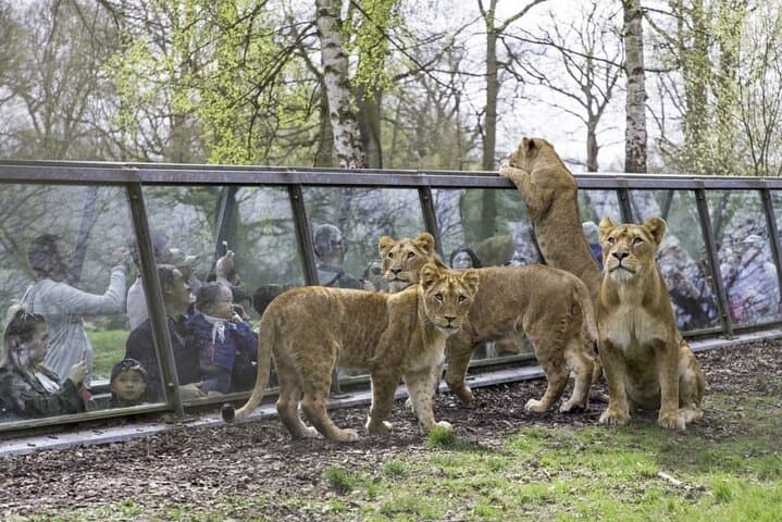 Thoiry ZooSafari Day Trip from Paris: Private Transfer and Full-Day Park Access photo 2