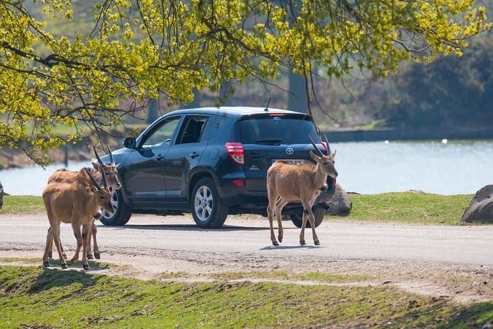 Thoiry ZooSafari Day Trip from Paris: Private Transfer and Full-Day Park Access photo 3
