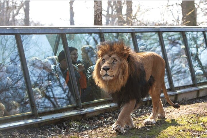 Thoiry ZooSafari Day Trip from Paris: Private Transfer and Full-Day Park Access photo 4
