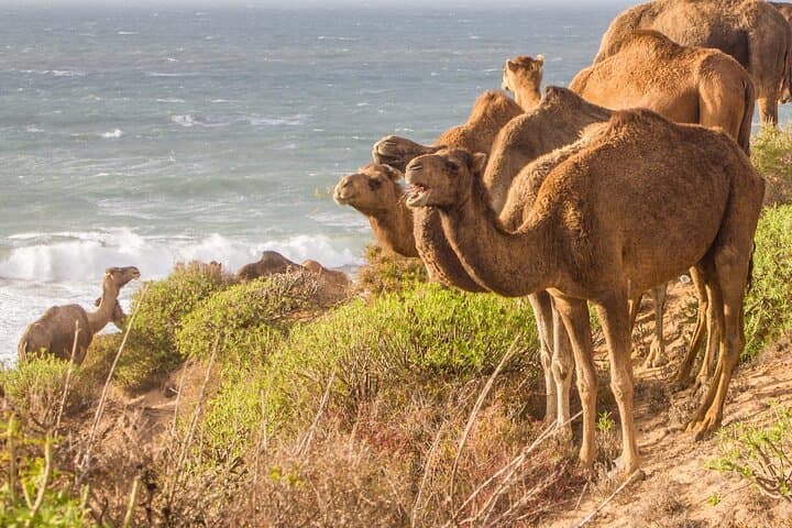 Sunset Camel Ride on Agadir Beach — Coastal Camel Trek with BBQ photo 4