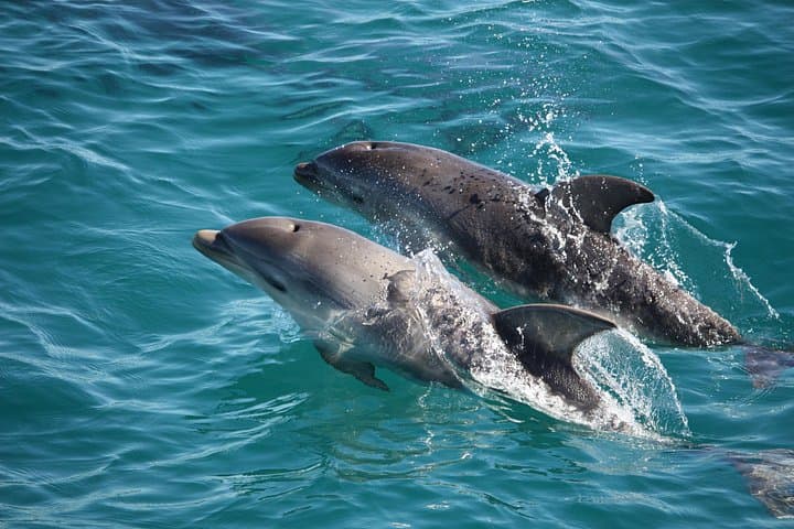Sorrento to Portsea: 90-Minute Dolphin & Seal Scenic Cruise on Mornington Peninsula