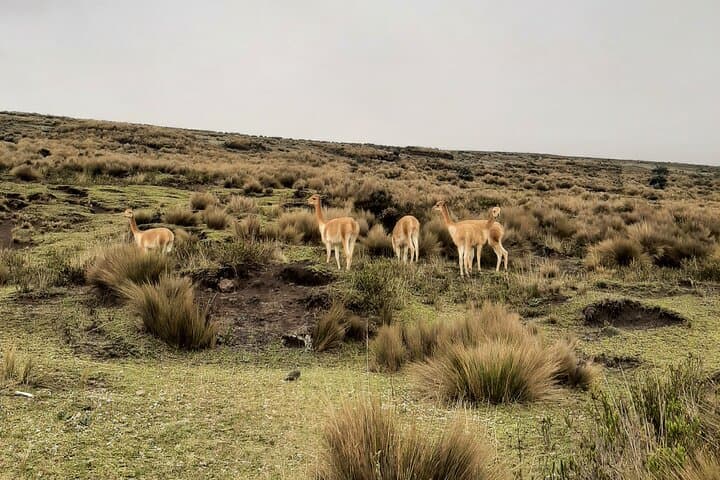 Chimborazo Volcano Day Trip from Guayaquil — Balbanera Church & High‑Andean Refuges photo 4