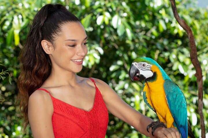kuranda-wildlife-deluxe-multi-attraction-pass-visit-koalas-butterflies-and-aviary photo 3