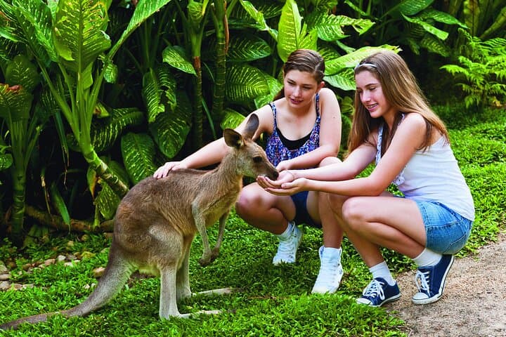 kuranda-wildlife-deluxe-multi-attraction-pass-visit-koalas-butterflies-and-aviary photo 4