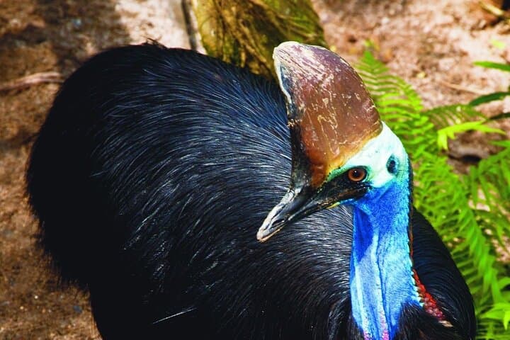 kuranda-wildlife-deluxe-multi-attraction-pass-visit-koalas-butterflies-and-aviary photo 5