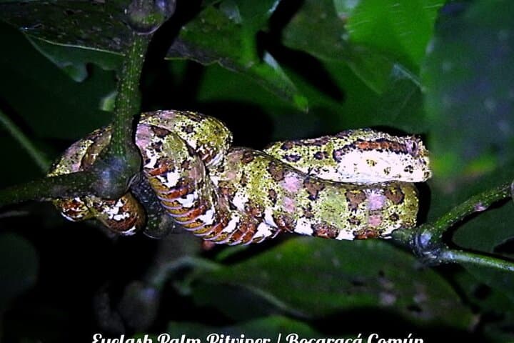 Monteverde Night Walk: Shared Wildlife Tour in Monteverde Cloud Forest photo 3