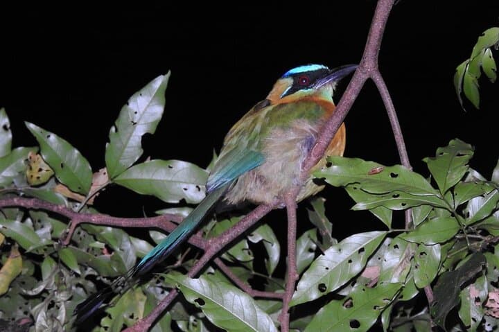 Monteverde Night Walk: Shared Wildlife Tour in Monteverde Cloud Forest photo 4