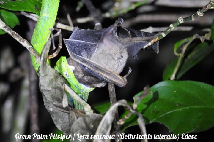 Monteverde Night Walk: Shared Wildlife Tour in Monteverde Cloud Forest photo 5