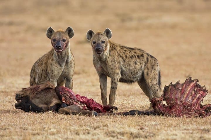 2-Day Safari: Tarangire & Ngorongoro Crater Wildlife Adventure photo 3
