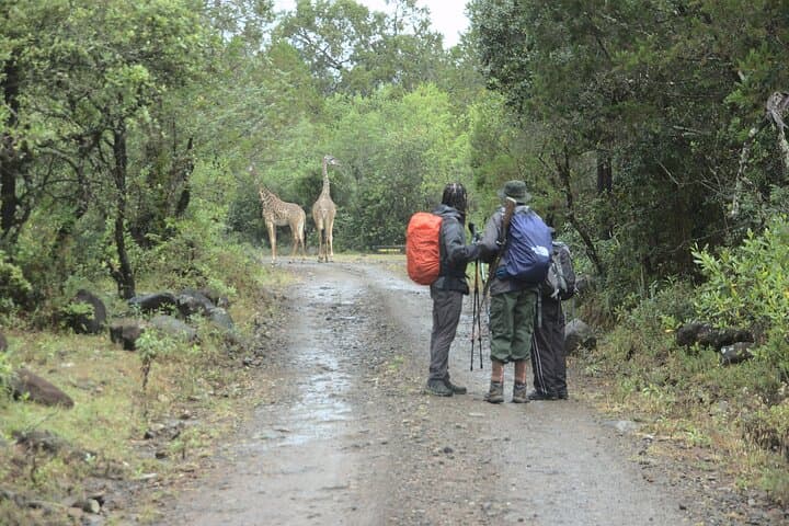 Mount Meru 4-Day Hike: Walking Safari, Summit Ridge and Arusha Views photo 2