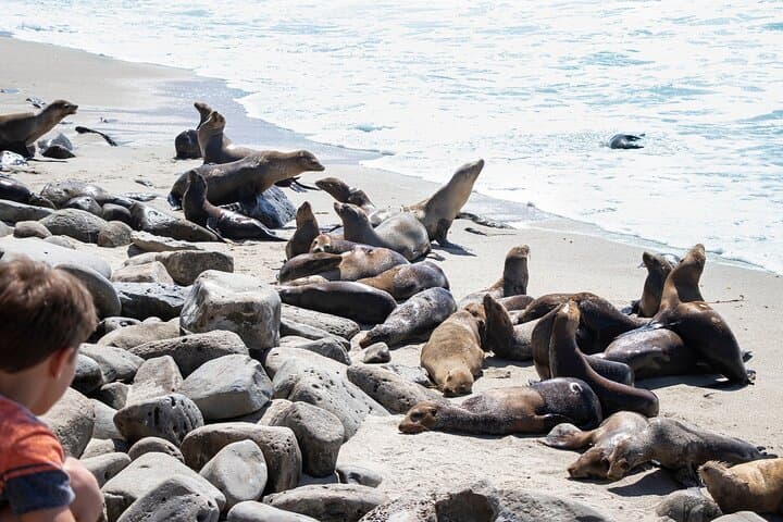Explore La Jolla: Self-Guided Driving & Walking Audio Tour Bundle photo 5