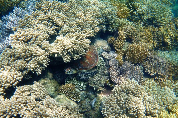 Low Isles Reef Sprinter Snorkeling Tour from Port Douglas photo 4