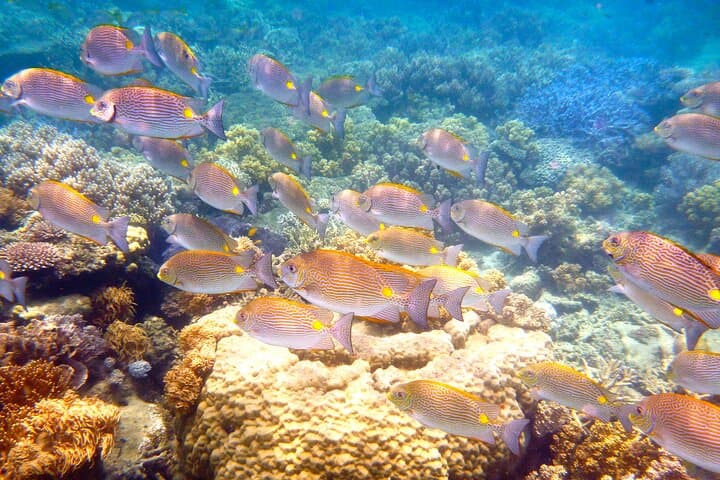 Low Isles Reef Sprinter Snorkeling Tour from Port Douglas photo 6