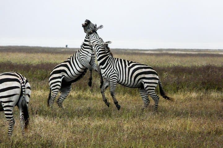 5-Day Tanzania Mid-Range Safari: Tarangire, Serengeti & Ngorongoro photo 2