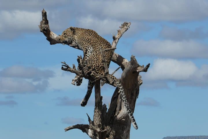 5-Day Tanzania Mid-Range Safari: Tarangire, Serengeti & Ngorongoro photo 3