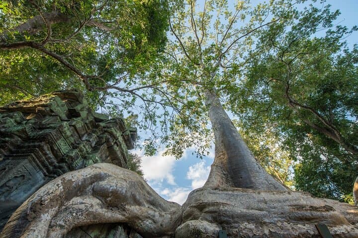 Small-Group Angkor Temples Full-Day Tour: Angkor Wat, Bayon & Ta Prohm photo 4