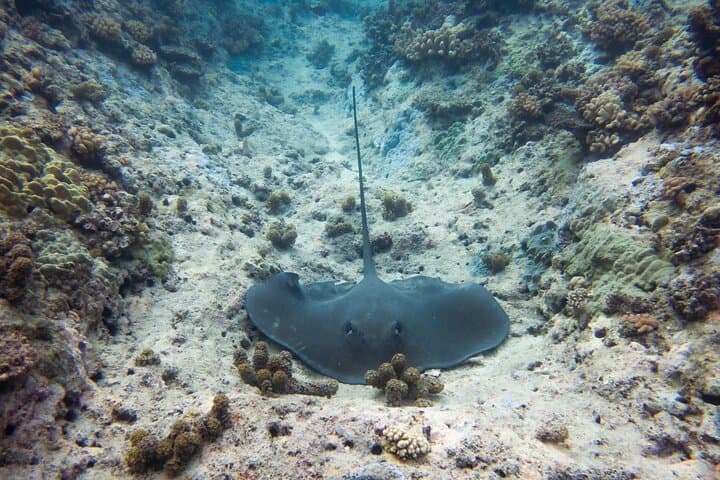 Morning Dolphin & Snorkel in Mara'a Lagoon — Mobydick Tahiti photo 3