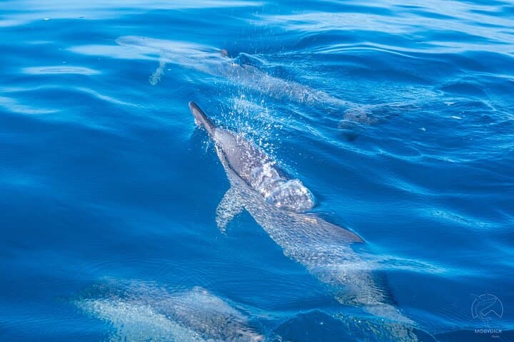 Tahiti Whale Watching from Paea: Small-Boat Humpback Safaris photo 3