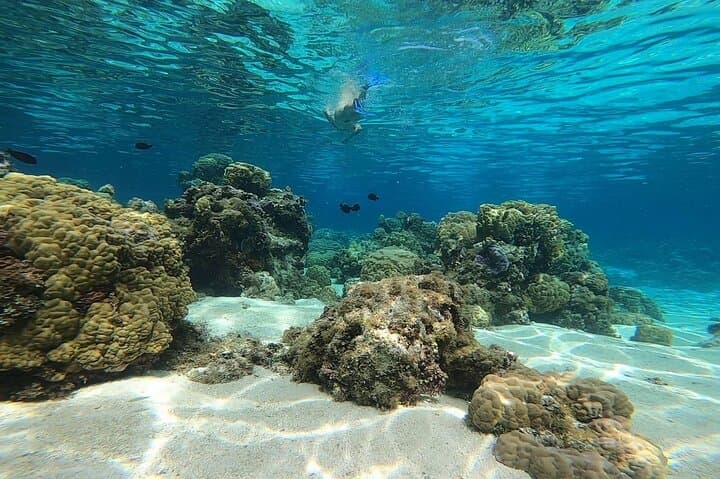 Morning Dolphin & Snorkel in Mara'a Lagoon — Mobydick Tahiti photo 4