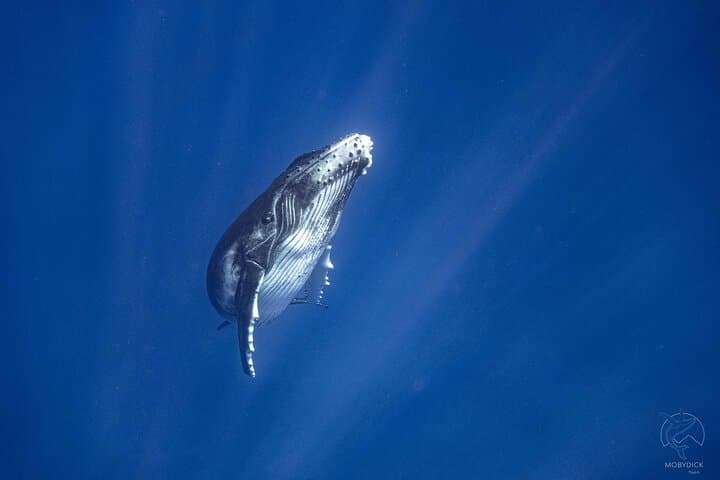 Morning Dolphin & Snorkel in Mara'a Lagoon — Mobydick Tahiti photo 6