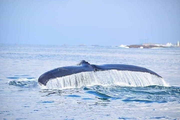 Trincomalee Whale and Dolphin Watching: Scenic Boat Tour to See Blue Whales photo 3
