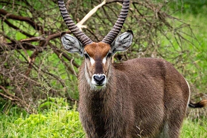 Tarangire National Park Private Day Safari from Arusha — Elephants, Riverlands & Baobabs photo 6