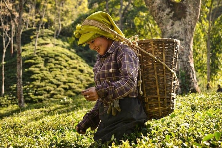 Tea Pluckers' Day in Darjeeling: Full-Day Tea Garden Tour, Factory Visit & Estate Walk