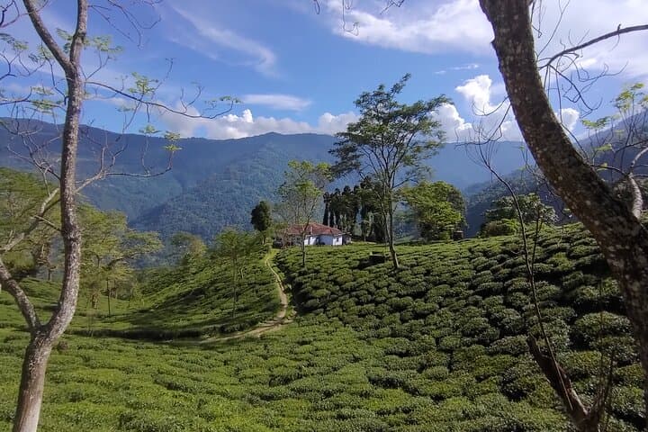 Tea Pluckers' Day in Darjeeling: Full-Day Tea Garden Tour, Factory Visit & Estate Walk photo 3