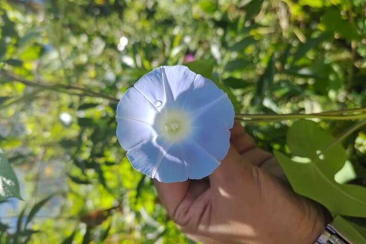 Tea Pluckers' Day in Darjeeling: Full-Day Tea Garden Tour, Factory Visit & Estate Walk photo 4