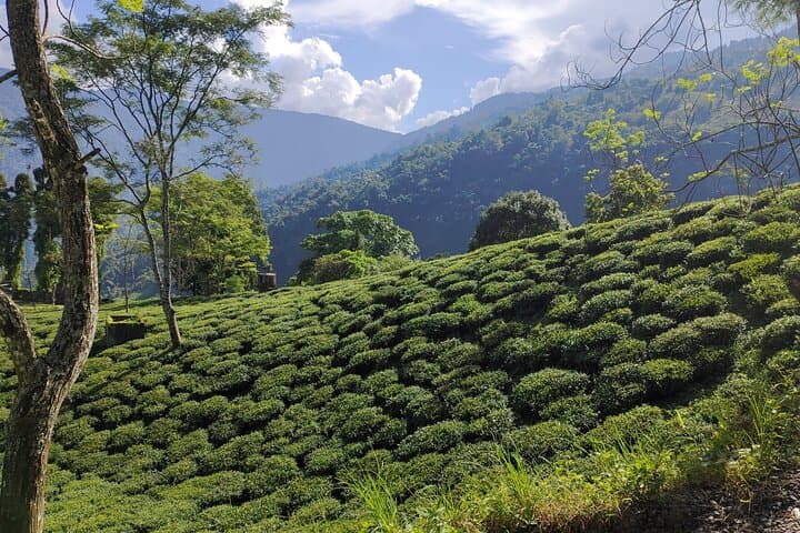Tea Pluckers' Day in Darjeeling: Full-Day Tea Garden Tour, Factory Visit & Estate Walk photo 5