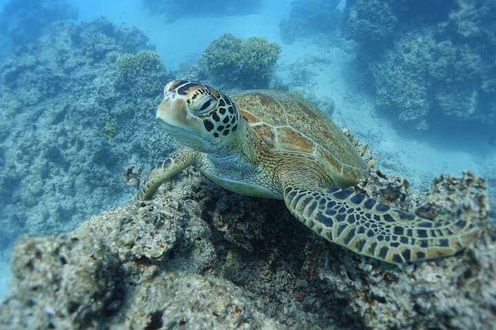 Sea Scooter Snorkeling in Moorea: Jet Through Stingray City & Turtle Town photo 2