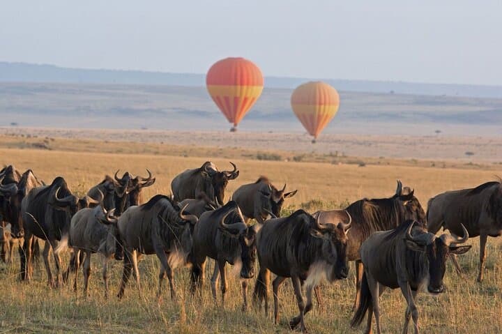 4-Day Private Serengeti & Ngorongoro Mid-Range Safari photo 4