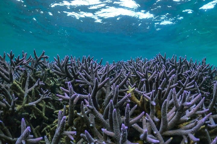 Kayak and Snorkel Ningaloo Reef: Half-Day Coral by Kayak from Exmouth photo 2