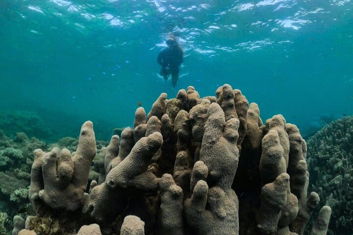 Kayak and Snorkel Ningaloo Reef: Half-Day Coral by Kayak from Exmouth photo 3