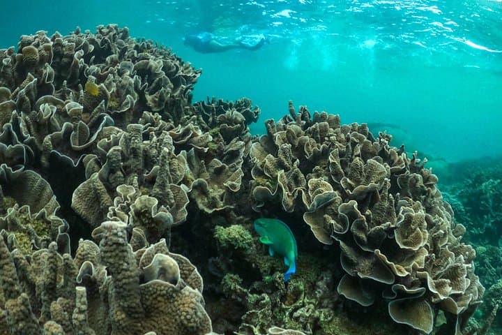 Kayak and Snorkel Ningaloo Reef: Half-Day Coral by Kayak from Exmouth photo 4