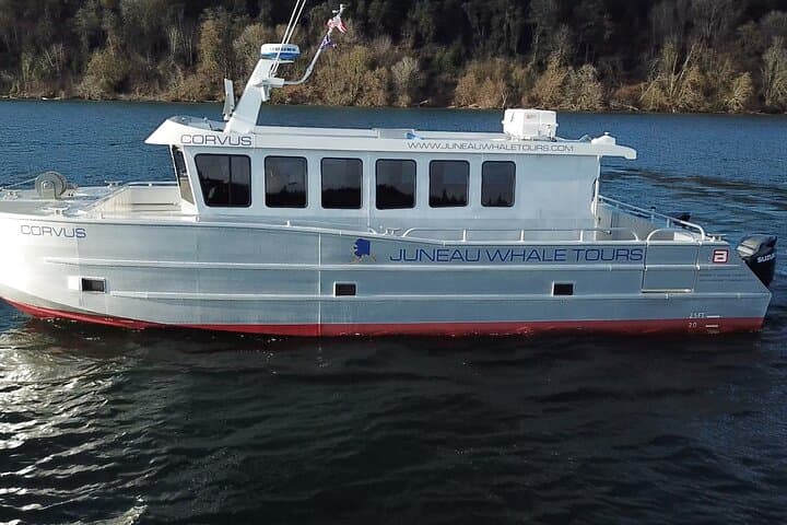 Juneau Whale-Watching: 3.5-Hour Small-Group Catamaran Tour