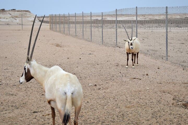 Full-Day Qatar North & West Tour — Al Zubarah, Zekreet & Mangroves photo 6