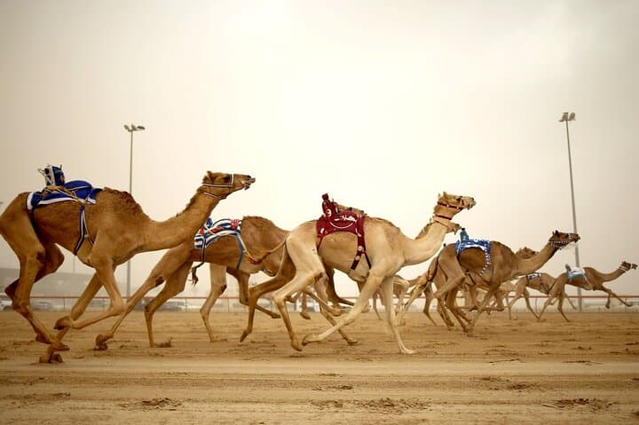 Qatar West Coast: Zekreet Fort, Richard Serra Desert Sculpture & Mushroom Rock Formation Tour photo 4