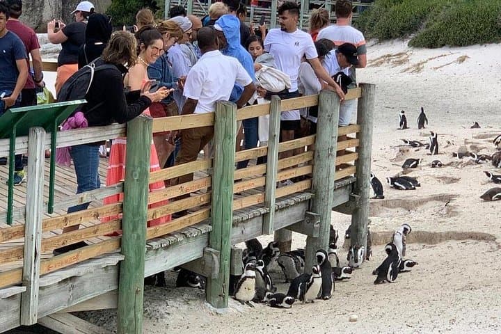 Cape of Good Hope & Boulders Beach Penguin Day Tour from Cape Town photo 2